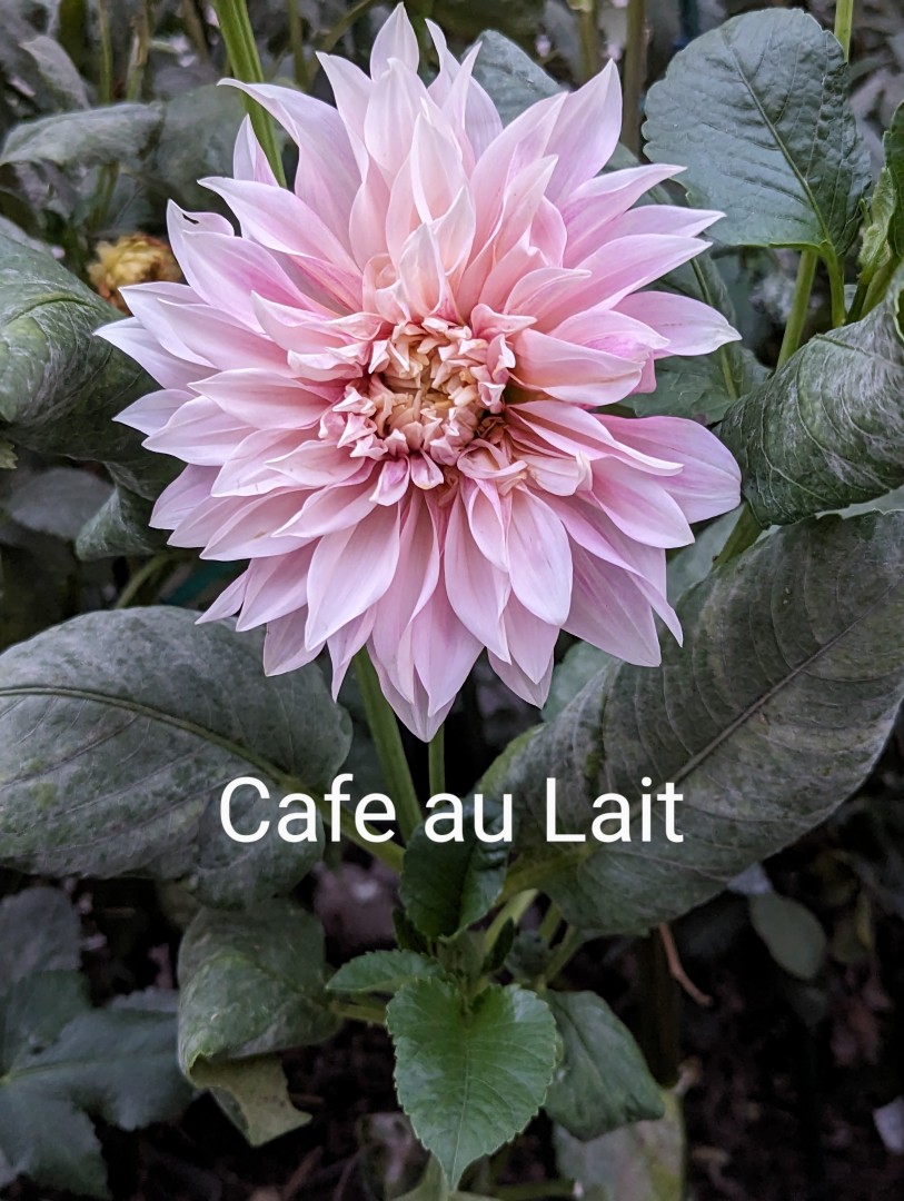 Dahlia Bulbs (Dinnerplate) - Cafe au Lait