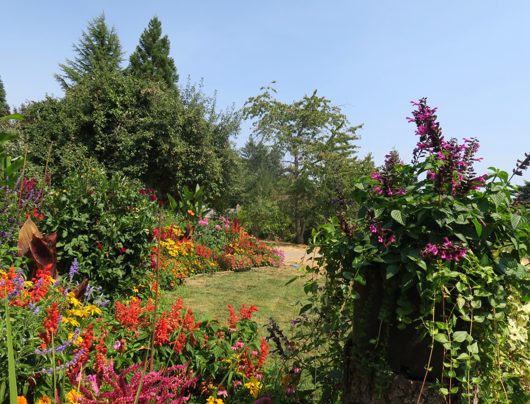 There&rsquo;s always grow bags (and pots) - Growing Dahlias